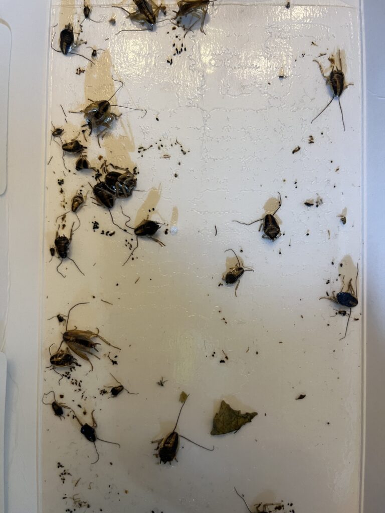 Sticky monitor covered with trapped German cockroaches of various sizes, used to gauge infestation activity.