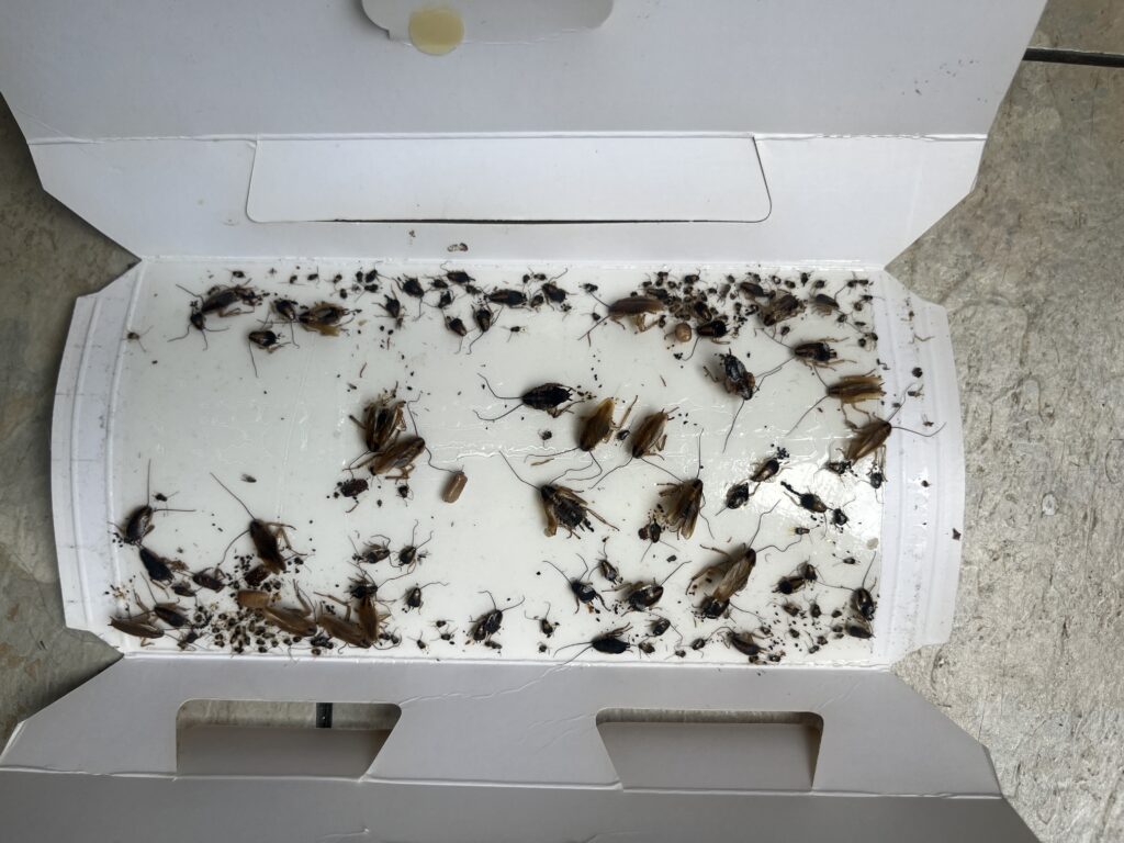 Cardboard glue trap packed with dozens of German cockroaches of all life stages, showing a severe infestation.