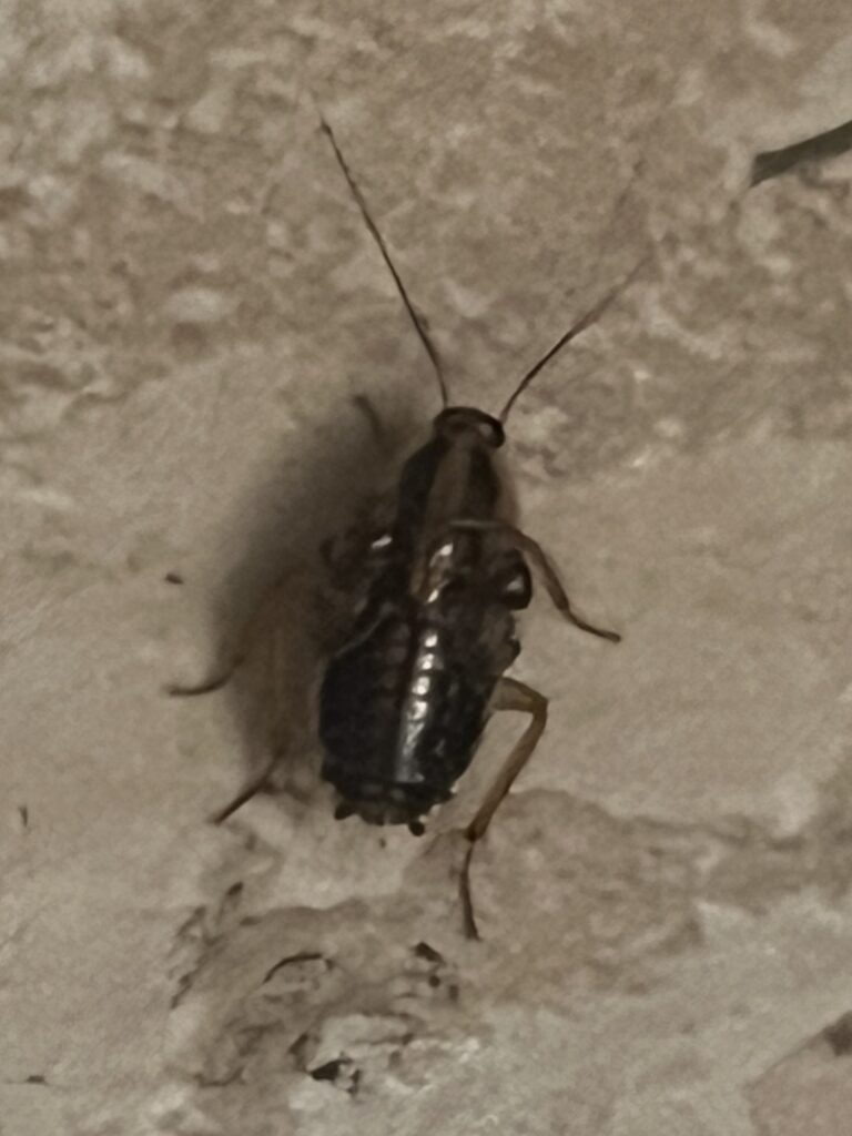 Close-up of an adult German cockroach showing the two dark parallel stripes behind its head.